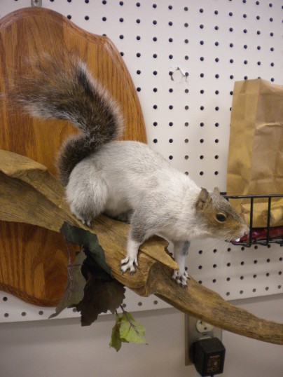 Beautiful White Grey Squirrel
