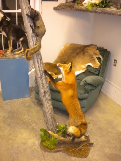 Red Fox Chasing Black Fox Squirrel
