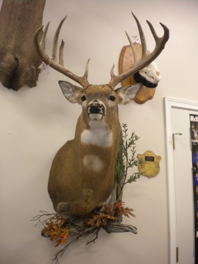 Illinos Bruiser