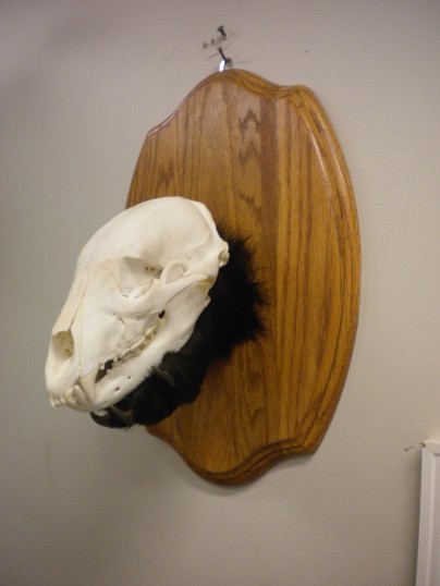 Bear Skull