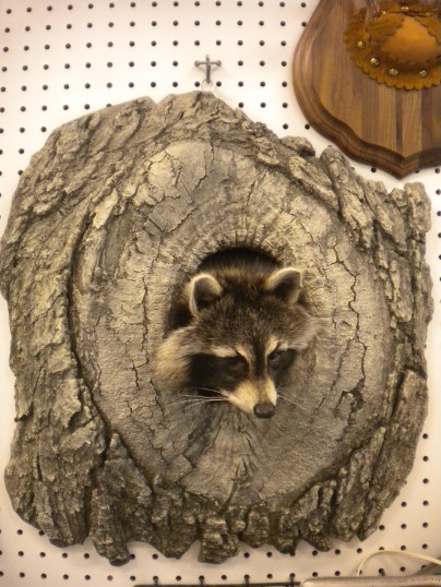 Knot-Hole Coon